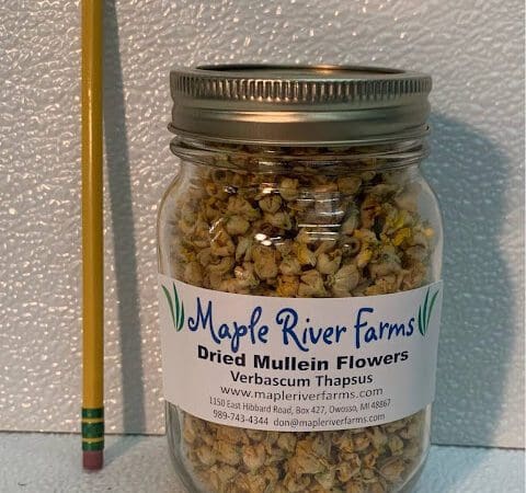 Glass jar of dried mullein flowers