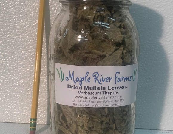 Glass jar of dried mullein leaves
