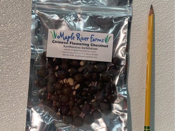 Bag of Chinese chestnut seeds beside pencil