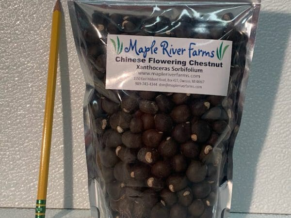 Bag of Chinese flowering chestnut seeds