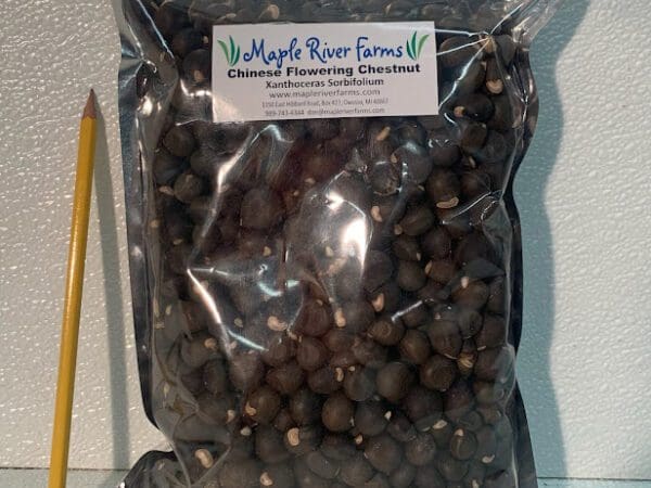 Bag of Chinese flowering chestnut seeds