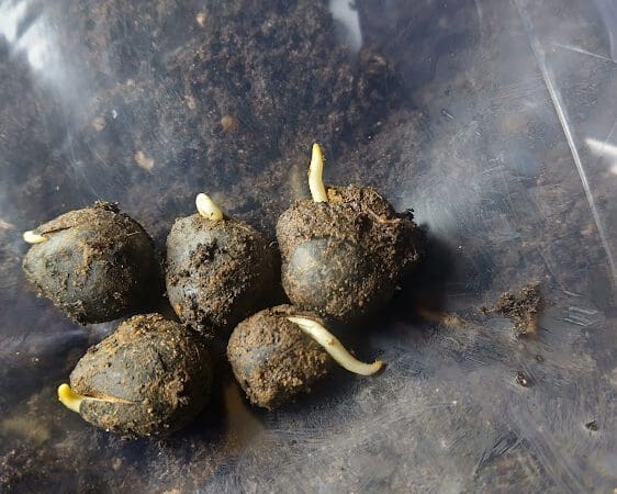 Sprouting bulbs with roots on plastic bag