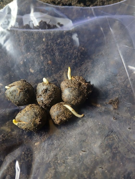 Sprouting bulbs with roots on plastic bag
