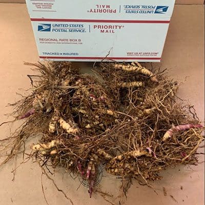Roots displayed on a table