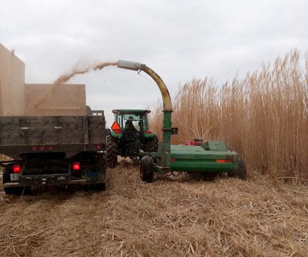 Tractor harvesting tall grass into truck
