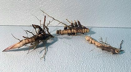 Unevenly shaped roots displayed on table
