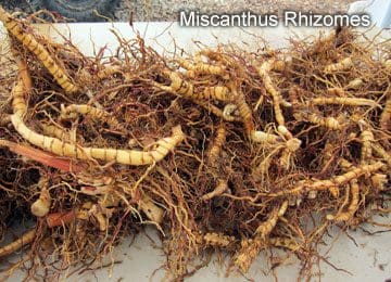 Harvested Miscanthus rhizomes close-up