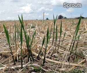 Young green sprouts in a field