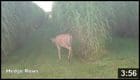Deer browsing near tall grass