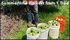 Buckets filled with green apples