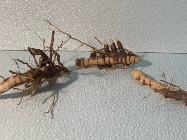 Dried rhizomes and tangled roots on surface