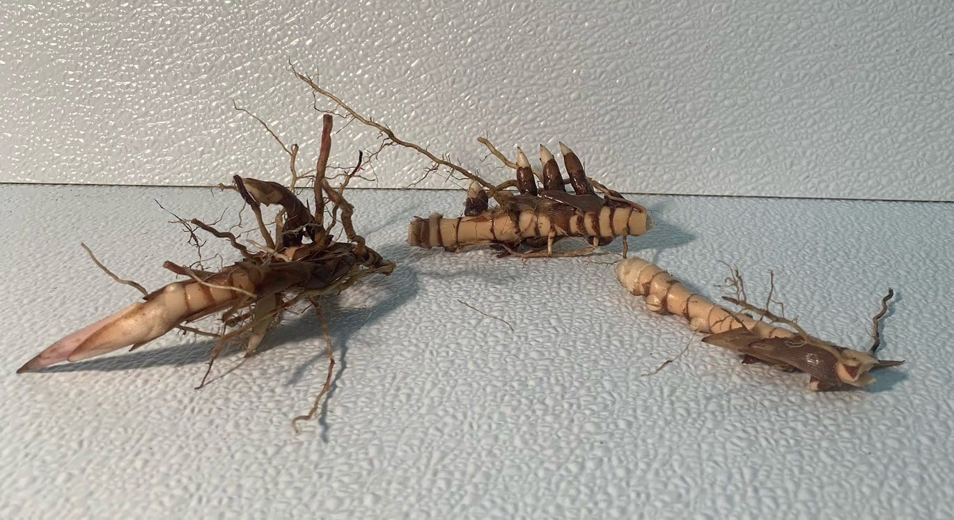 Dried rhizomes and tangled roots on surface