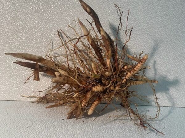 Plant rhizome with roots and shoots