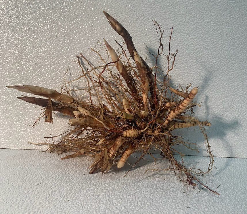 Plant rhizome with roots and shoots
