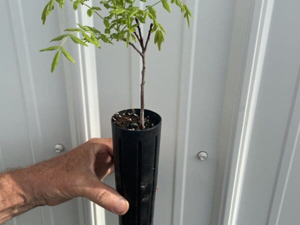 Hand holding potted sapling with exposed roots