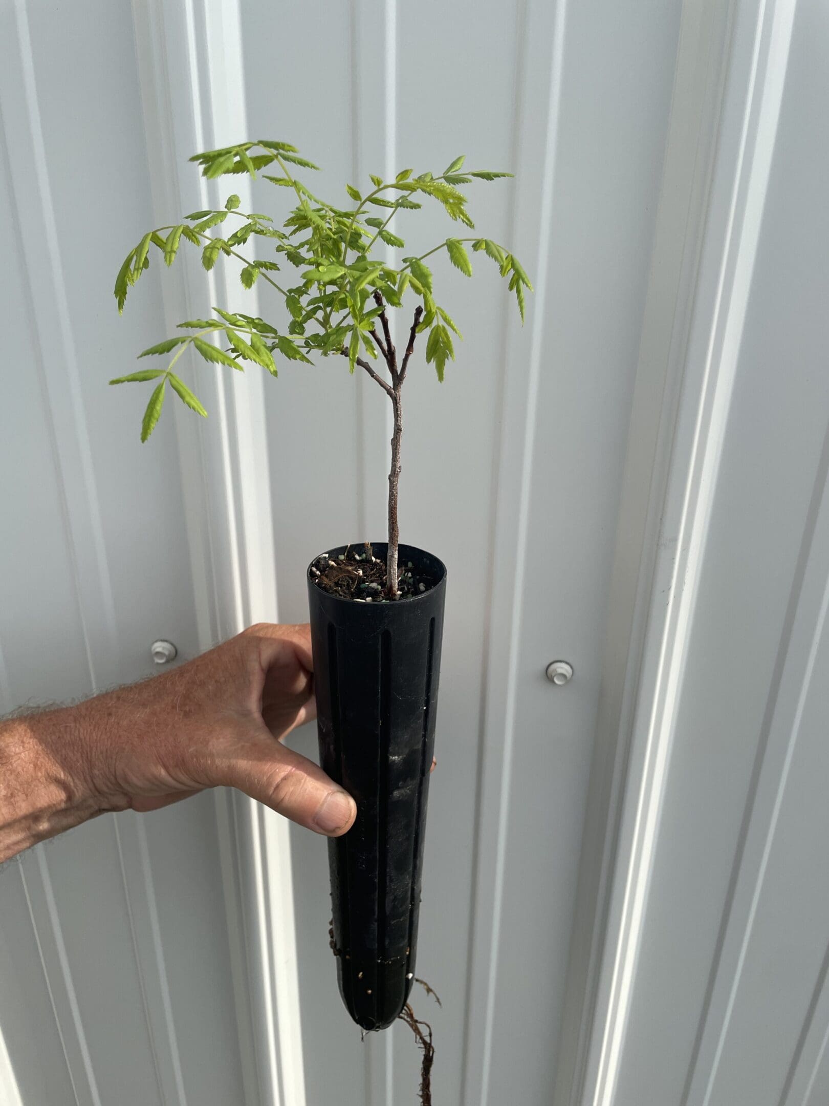 Hand holding potted sapling with exposed roots