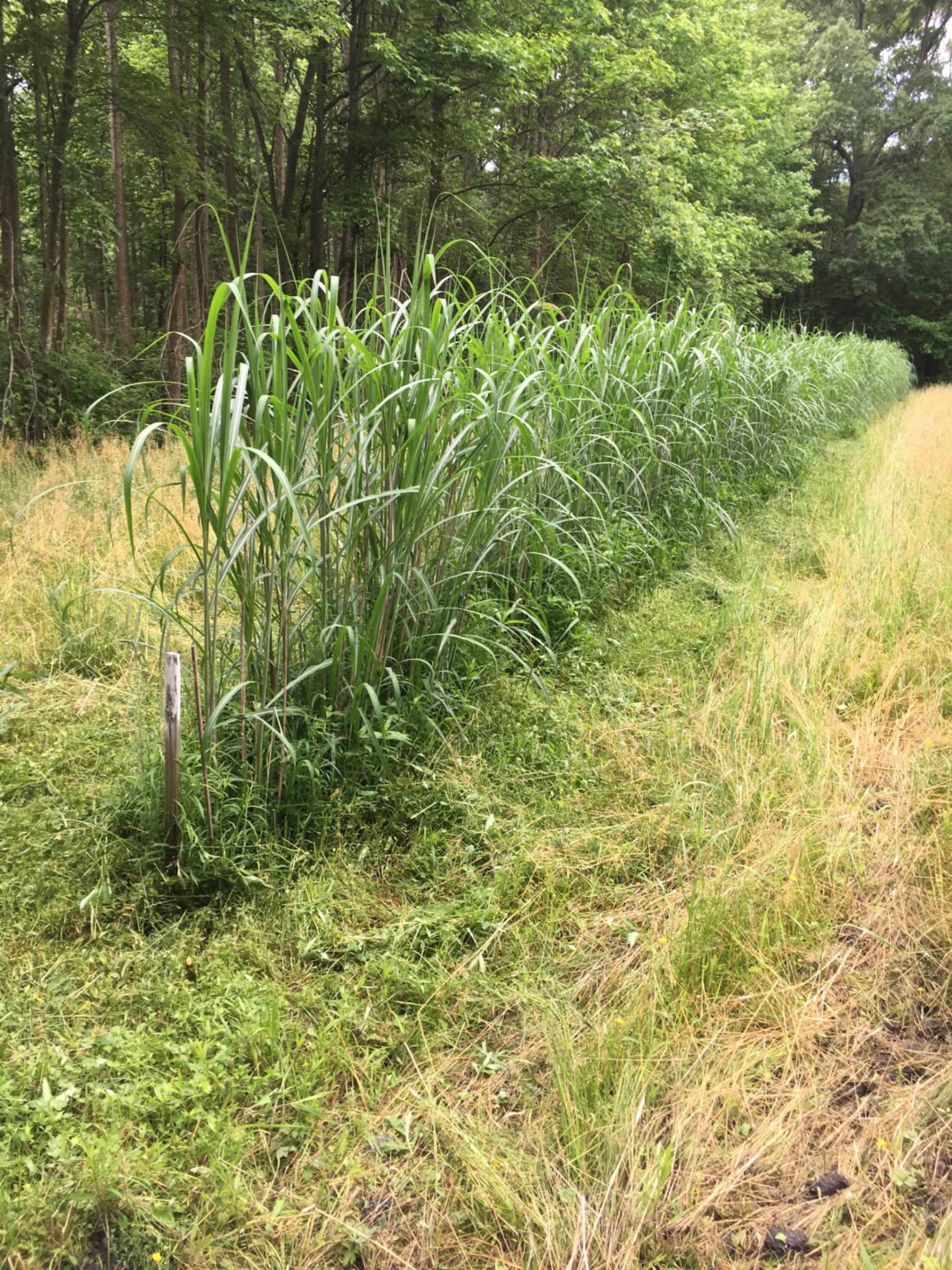 Row of tall green grass along path