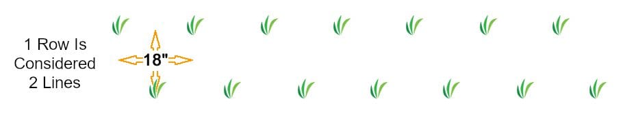 Staggered grass plugs spaced 18 inches apart